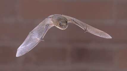 Flying Pipistrelle Bat on brick wall
