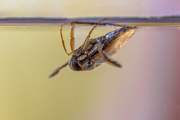 Greater Water-Boatman water insect