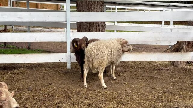 White and brown rams and sheep with large horns graze in an enclosure on a mountain farm, fighting and butting heads