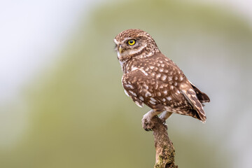 Little Owl perched on log