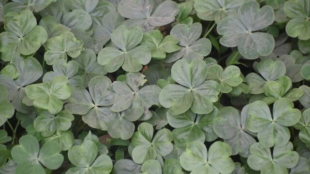 Panning shot of Oxalis oregana redwood sorrel leaves from left to right showcasing their vibrant green color.