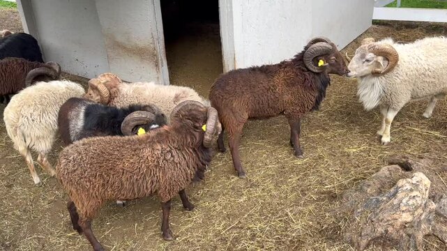 White and brown rams and sheep with large horns graze in an enclosure on a mountain farm, fighting and butting heads
