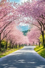 Fototapeta premium Scenic road under blossoming cherry trees.