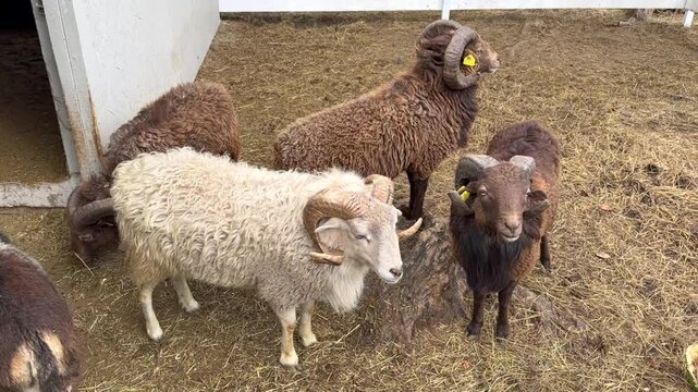 White and brown rams and sheep with large horns graze in an enclosure on a mountain farm, fighting and butting heads
