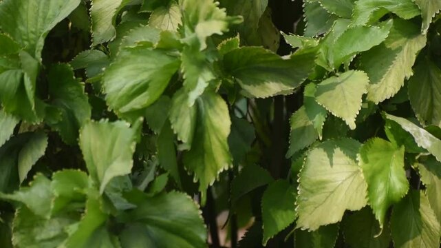 Panning shot of Acalypha wilkesiana copper leaf plant from top to bottom showcasing its vibrant foliage.
