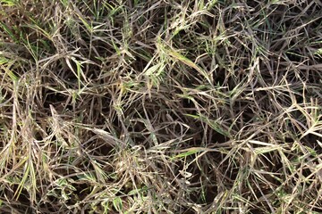 green grass background