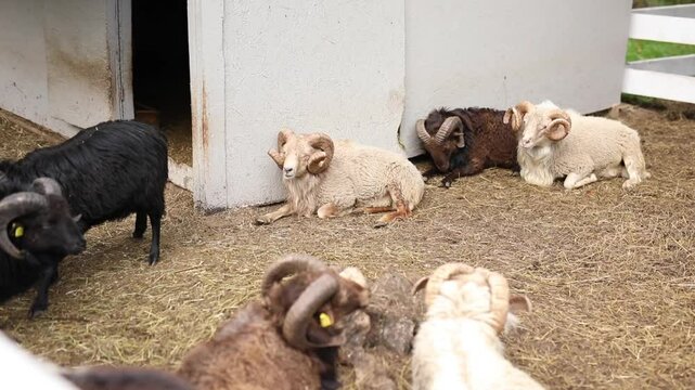 White and brown rams and sheep with large horns graze in an enclosure on a mountain farm, fighting and butting heads