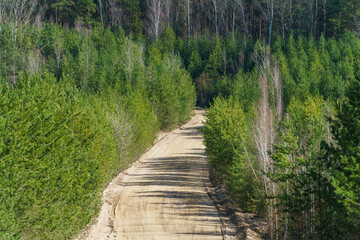 An empty dirt road running through the forest. Autumn countryside at sunset.