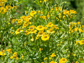 Helenium autumnale or Autumn sneezeweed flowers. Inflorescences in yellow rays surrounding protruding center disk covered in golden yellow pollen attracting bees
