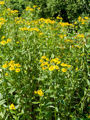 Fototapeta premium Helenium autumnale | Autumn sneezeweed flowers in upright clump of branching stems clothed of lance-shape green leaves and petals with yellow rays around prominent brownish center disk 