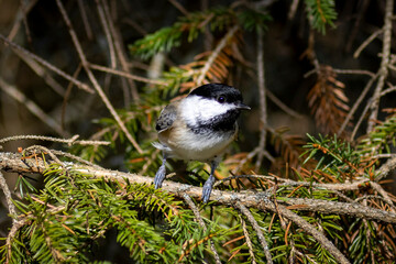 Mésange en gros plan