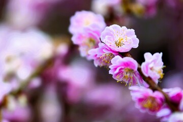 梅の花
