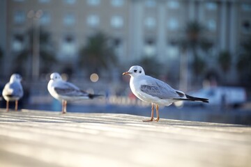 Seagull at the Waterfront in Sunlight