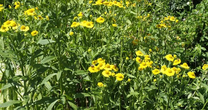 Autumn sneezeweed flowers - Helenium autumnale - producing dense clumps of branching stems with lanceolate green leaves under a carpet of bright yellow flowers with bees gathering their nectar