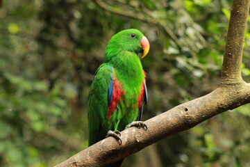 Green Parrot