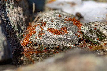 Lady Beetles Drinking from Alpine Water Source in Rocky Mountains