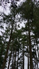 Grands arbres vus d'en bas vers le ciel 