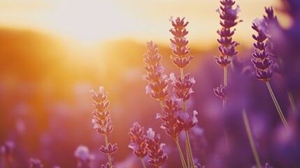 Obraz premium Of a Tranquil lavender field in full bloom stretching towards the horizon under a warm summer sunset