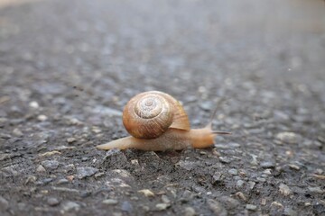 可愛いカタツムリ