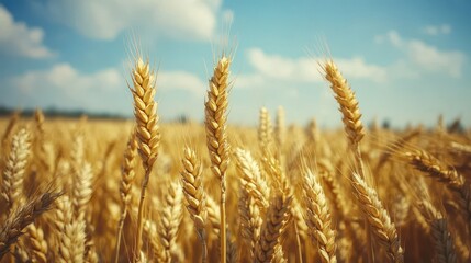 Fototapeta premium Of a Golden wheat field stretching endlessly under a bright blue sky with fluffy white clouds