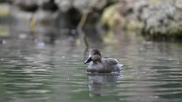 Gadwall Mareca strepera is a common and widespread dabbling duck in the family Anatidae. Close-up. A bird swimming on the lake. Slow motion.