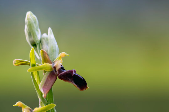 Early spider-orchid isolated on green background. Also called bee orchid, wasp orchid and passiontide orchid. Greek wildflowers. Ophrys sphegodes.