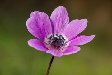 A poppy anemone flower with  purple color. Anemone coronaria. Green nature background. Springtime in Greece. Selective focus.