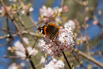 Red admiral butterfly (Vanessa Atalanta) perched on a white flower in Zurich, Switzerland