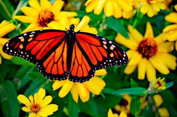Monarch butterfly (Danaus plexippus) on creeping zinnia (Zinnia angustifolia) during fall migration in Fairhope Alabama