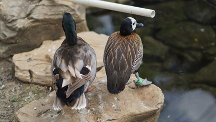 Portrait of a Beautiful Female Mandarin Duck Aix galericulata, a species of perching duck native to the Eastern Palearctic