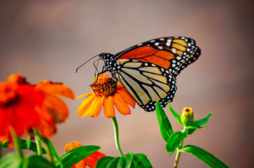Monarch butterfly (Danaus plexippus) on creeping zinnia (Zinnia angustifolia) during fall migration in Fairhope Alabama