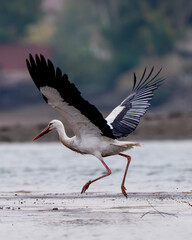 white stork in flight