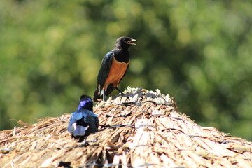 couple of colorful birds