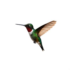 Obraz premium hummingbird in flight