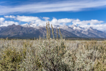 Artemisia tridentata, commonly called big sagebrush, Great Basin sagebrush or simply sagebrush,...