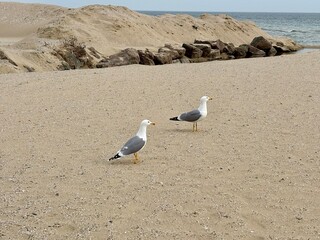 seagull on the beach