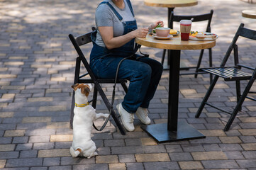 Jack Russell begging the owner in a street cafe. Woman having breakfast in dog friendly outdoor...