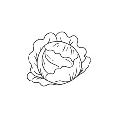 Hand drawn sketch of cabbage isolated on white background. Cabbage in doodle style. Black and white vector illustration 