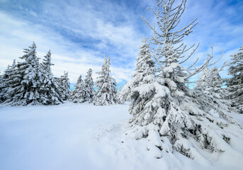 Obraz premium Beautiful winter landscape with frozen trees
