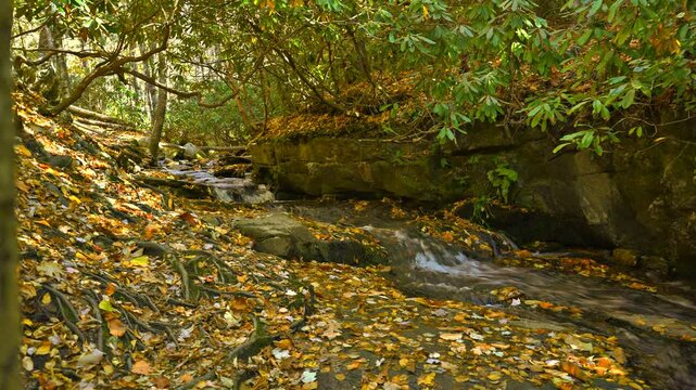 A peaceful, small, stream bordered by colorful autumn leaves.