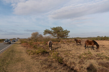 Hampshire England UK. 10.03.2025. Ponies grazing in the New Forest countryside area of Hampshire England during winter season.
