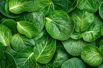 Close-up vibrant green leafy vegetable. Fresh, healthy greens