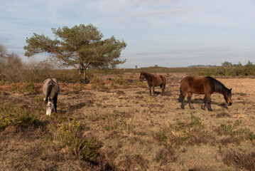 Hampshire England UK. 10.03.2025. Ponies grazing in the New Forest countryside area of Hampshire England during winter season.