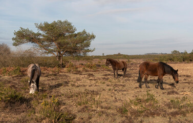 Hampshire England UK. 10.03.2025. Ponies grazing in the New Forest countryside area of Hampshire England during winter season.