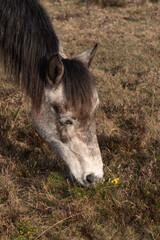 Hampshire England UK. 10.03.2025. Pony grazing in the New Forest countryside area of Hampshire England during winter season.