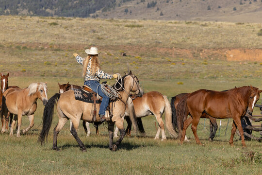 Colorado Cowgirl Riding Buckskin Quarter Horse in Mountains