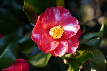 single flower head red camellia. early blooming flower on garden shrub. 