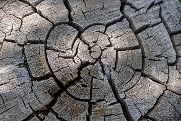 Tree trunk tree circles old stump