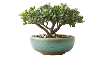 bonsai tree isolated on white background , transparent
png 