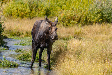 The moose (Alces alces) is the world's tallest, largest and heaviest extant species of deer, Blacktail Ponds Overlook, Grand Teton National Park, Teton County, Wyoming. Snake River